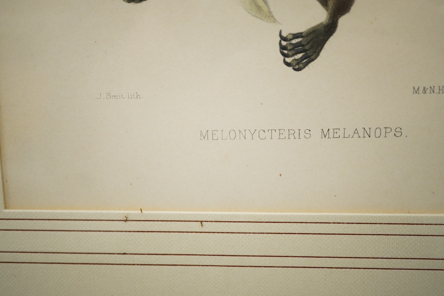 After J. Smith, colour lithograph, study of a bat, ‘Melonycteris Melanops’, 21 x 15cm
